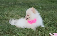 Ruby, a female Pomeranian for sale in Millersburg, OH – 6 of 7