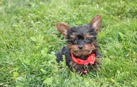 Emmett , a male Yorkipoo for sale in Millersburg, OH – 3 of 8