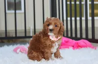 Lexi, a female Cavapoo for sale in Millersburg, OH – 9 of 10
