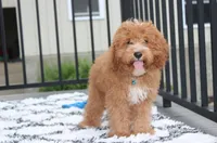 Lenny , a male Cavapoo for sale in Millersburg, OH – 2 of 5