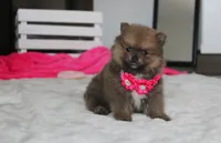 Zara, a female Pomeranian for sale in Millersburg, OH – 5 of 10