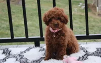 Paige, a female Poodle - Toy  for sale in Millersburg, OH – Photo 1 of 10
