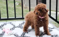 Paige, a female Poodle - Toy  for sale in Millersburg, OH – Photo 10 of 10