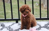 Paige, a female Poodle - Toy  for sale in Millersburg, OH – Photo 3 of 10