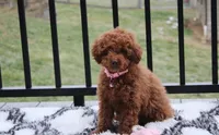 Paige, a female Poodle - Toy  for sale in Millersburg, OH – Photo 5 of 10