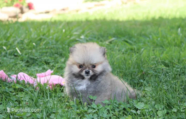 Bonnie – Pomeranian puppy for sale in Millersburg, OH