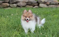 Theo, a male Pomeranian for sale in Millersburg, OH – 7 of 10