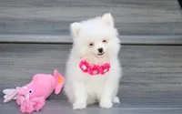 Bianca , a female Pomeranian for sale in Millersburg, OH – 5 of 5