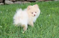 Teddy , a male Pomeranian for sale in Millersburg, OH – 8 of 9