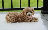 Paisley , a female Cockapoo for sale in Millersburg, OH – 1 of 4