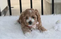 Paisley , a female Cockapoo for sale in Millersburg, OH – 3 of 4