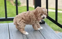 Paisley , a female Cockapoo for sale in Millersburg, OH – 2 of 4