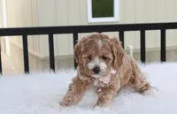 Paisley , a female Cockapoo for sale in Millersburg, OH – 4 of 4