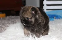 Buttons , a male Pomeranian for sale in Millersburg, OH – 2 of 9