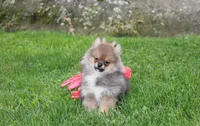 Casper , a male Pomeranian for sale in Millersburg, OH – 10 of 10