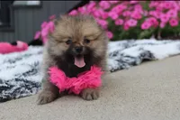 Zoey, a female Pomeranian for sale in Millersburg, OH – 3 of 10