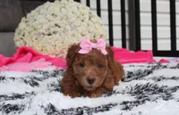 Sunny, a female Bichpoo for sale in Millersburg, OH – 6 of 10
