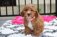 Felicity , a female Cavapoo for sale in Millersburg, OH – 10 of 10