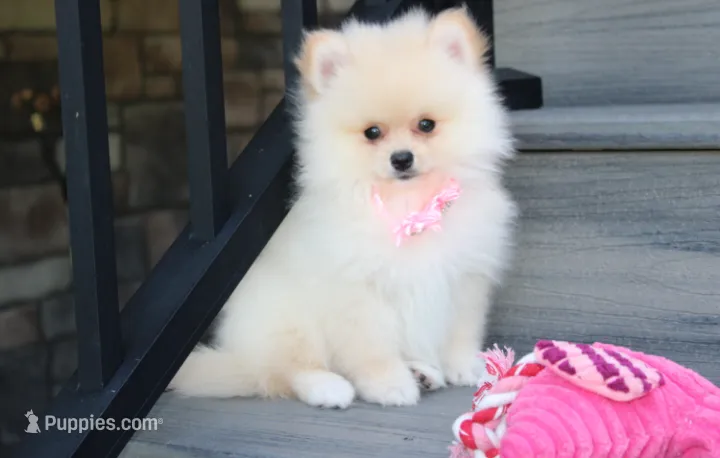 Ruby – Pomeranian puppy for sale in Millersburg, OH