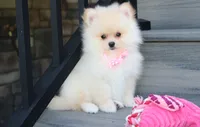 Ruby, a female Pomeranian for sale in Millersburg, OH – 1 of 7