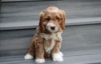 Luka, a male Cockapoo for sale in Millersburg, OH – 4 of 4