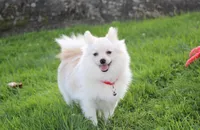 Cooper , a male Pomeranian for sale in Millersburg, OH – 9 of 10