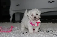 Jasmine , a female Bichon Frise for sale in Millersburg, OH – 3 of 10