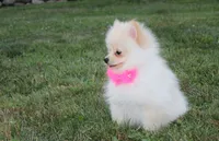 Ruby, a female Pomeranian for sale in Millersburg, OH – 4 of 7