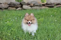 Theo, a male Pomeranian for sale in Millersburg, OH – 6 of 10