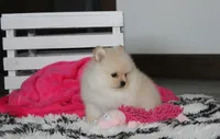 Ruby, a female Pomeranian for sale in Millersburg, OH – 3 of 9