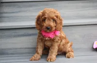 Lacie, a female Cockapoo for sale in Millersburg, OH – 5 of 8