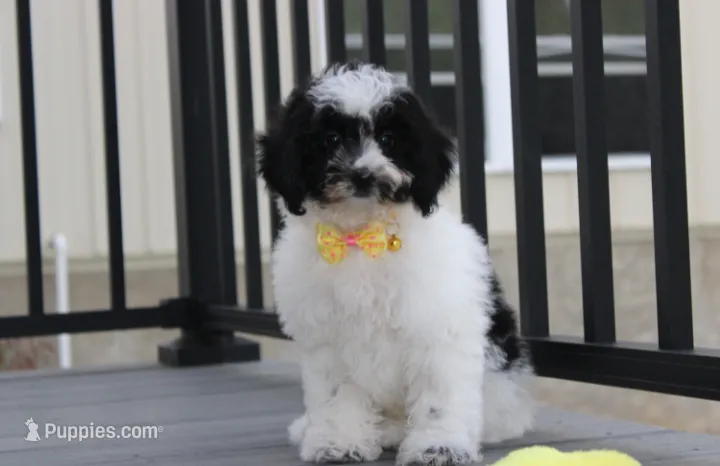 Ryder – Yorkipoo puppy for sale in Millersburg, OH