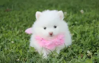 Heather , a female Pomeranian for sale in Millersburg, OH – 4 of 9
