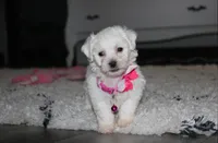 Jasmine , a female Bichon Frise for sale in Millersburg, OH – 5 of 10