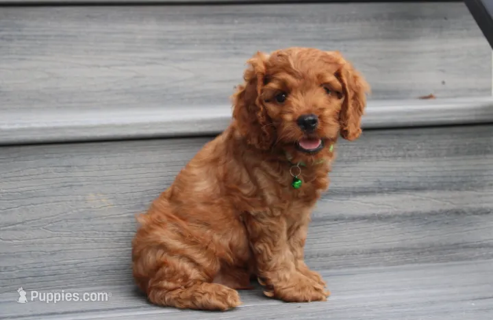 Loki – Cockapoo puppy for sale in Millersburg, OH