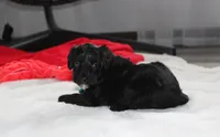 Ranger, a male Yorkipoo for sale in Millersburg, OH – 3 of 7