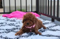Sasha , a female Poodle - Miniature  for sale in Millersburg, OH – 6 of 10