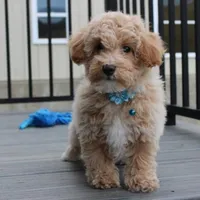 Rio, a male Bichon Frise and Poodle - Toy  for sale in Millersburg, OH – Photo 7 of 8