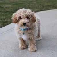 Rio, a male Bichon Frise and Poodle - Toy  for sale in Millersburg, OH – Photo 1 of 8
