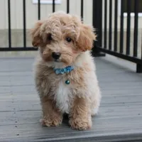 Rio, a male Bichon Frise and Poodle - Toy  for sale in Millersburg, OH – Photo 6 of 8