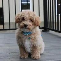 Rio, a male Bichon Frise and Poodle - Toy  for sale in Millersburg, OH – Photo 5 of 8