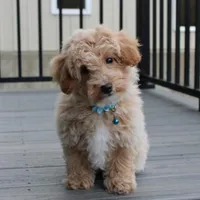 Rio, a male Bichon Frise and Poodle - Toy  for sale in Millersburg, OH – Photo 3 of 8