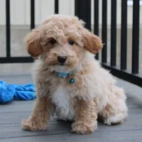 Rio, a male Bichon Frise and Poodle - Toy  for sale in Millersburg, OH – Photo 4 of 8