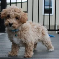 Rio, a male Bichon Frise and Poodle - Toy  for sale in Millersburg, OH – Photo 2 of 8