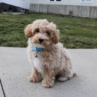 Rio, a male Bichon Frise and Poodle - Toy  for sale in Millersburg, OH – Photo 8 of 8