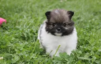 Juno, a female Pomeranian for sale in Millersburg, OH – 10 of 10