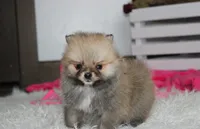 Bonnie, a female Pomeranian for sale in Millersburg, OH – 3 of 10