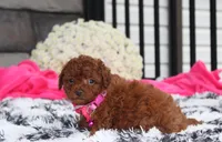 Sugar, a female Bichpoo for sale in Millersburg, OH – 2 of 8