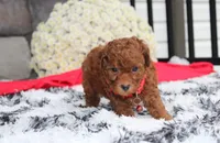 Simba, a male Bichpoo for sale in Millersburg, OH – 6 of 8