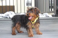 Enzo, a male Yorkipoo for sale in Millersburg, OH – 8 of 8